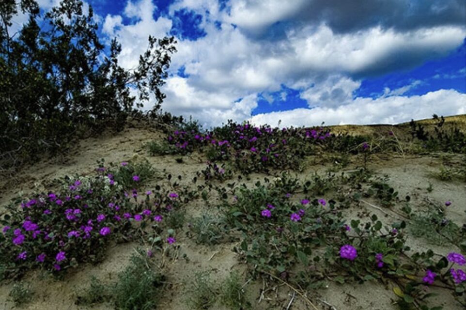 Wildflower Season In California Parks